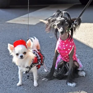 Toebehoren voor honden / katten enz