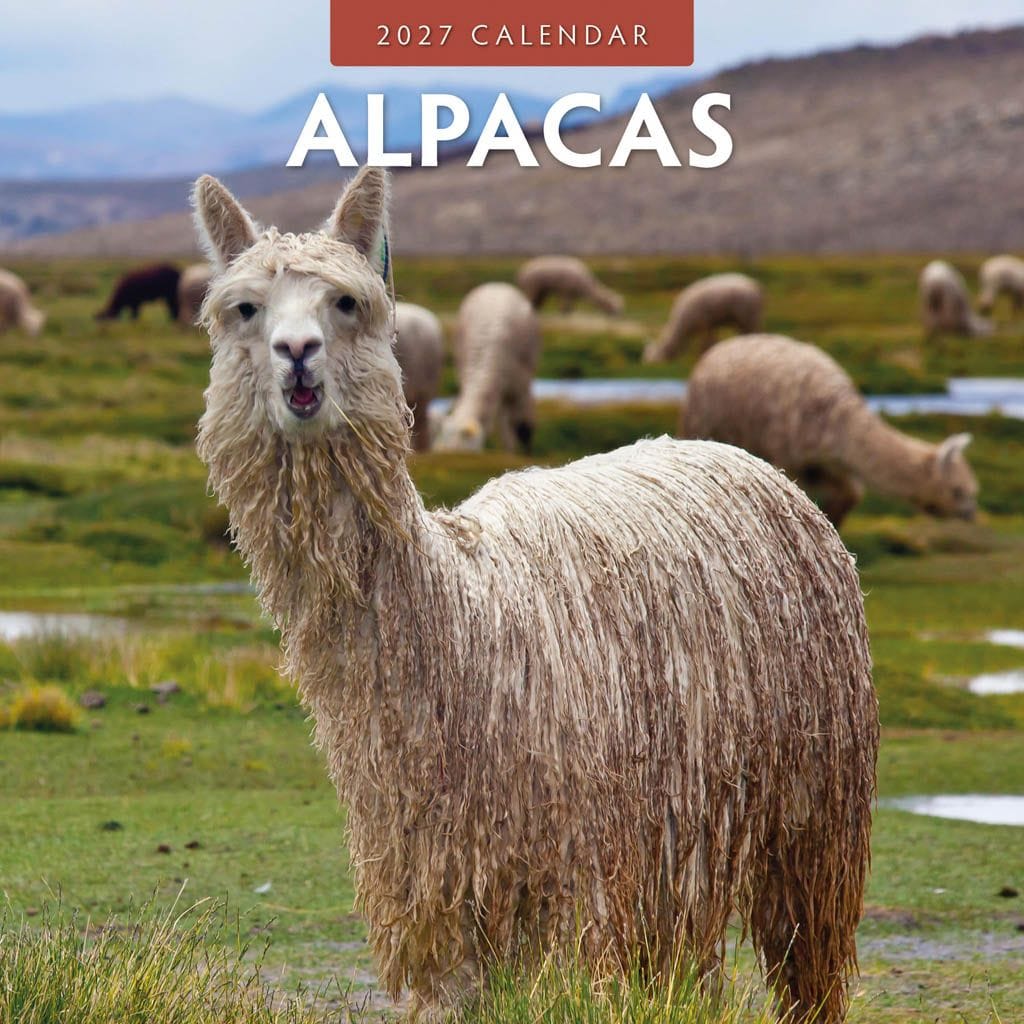 Red Robin Wall Kalender 2027 - Alpacas