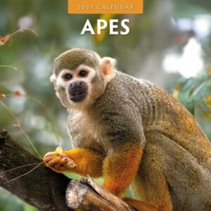 Red Robin Wall Kalender 2027 - Apes