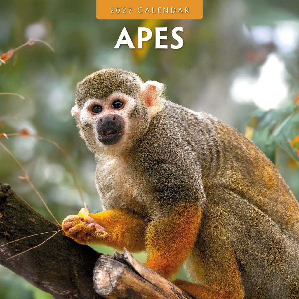 Red Robin Wall Kalender 2027 - Apes