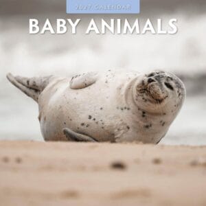 Red Robin Wall Kalender 2027 - Baby Animals