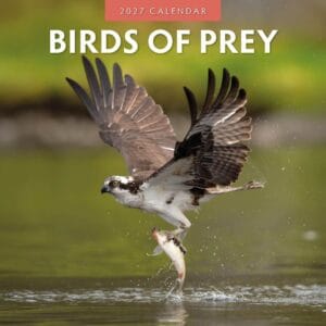 Red Robin Wall Kalender 2027 - Birds of Prey