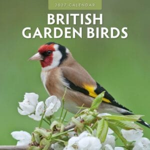 Red Robin Wall Kalender 2027 - British Garden Birds