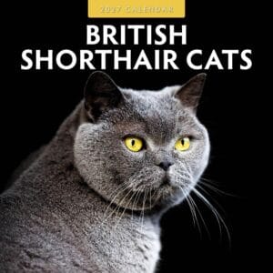 Red Robin Wall Kalender 2027 - British Shorthair Cats