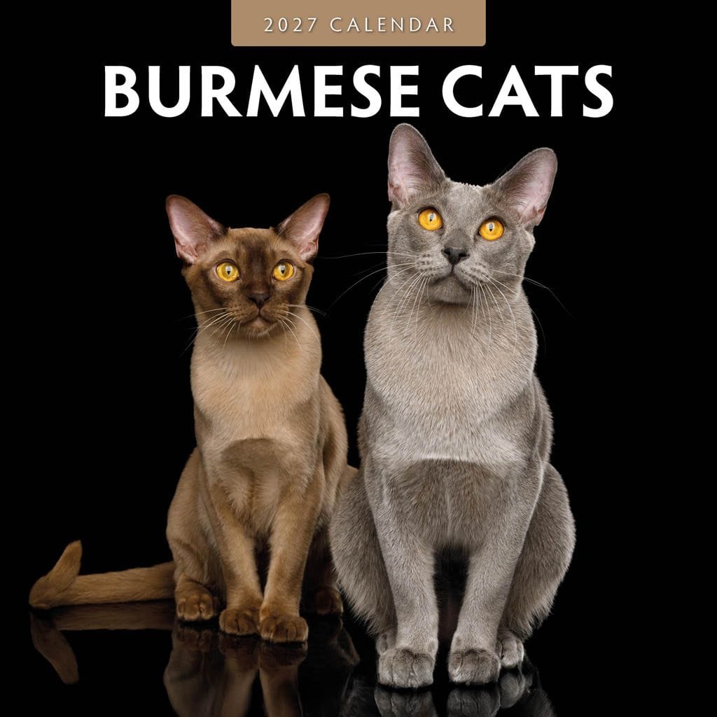 Red Robin Wall Kalender 2027 - Burmese Cats