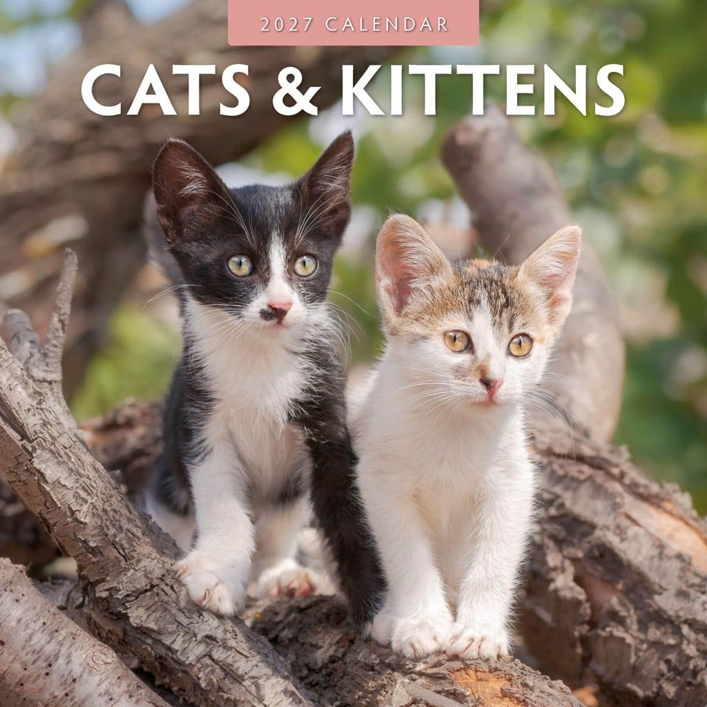 Red Robin Wall Kalender 2027 - Cats & Kittens