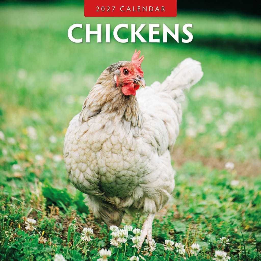 Red Robin Wall Kalender 2027 - Chickens