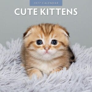 Red Robin Wall Kalender 2027 - Cute Kittens