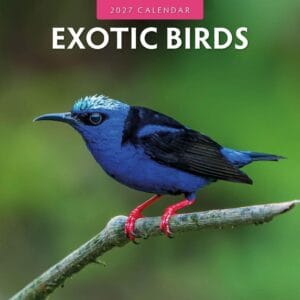 Red Robin Wall Kalender 2027 - Exotic Birds