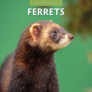 Red Robin Wall Kalender 2027 - Ferrets
