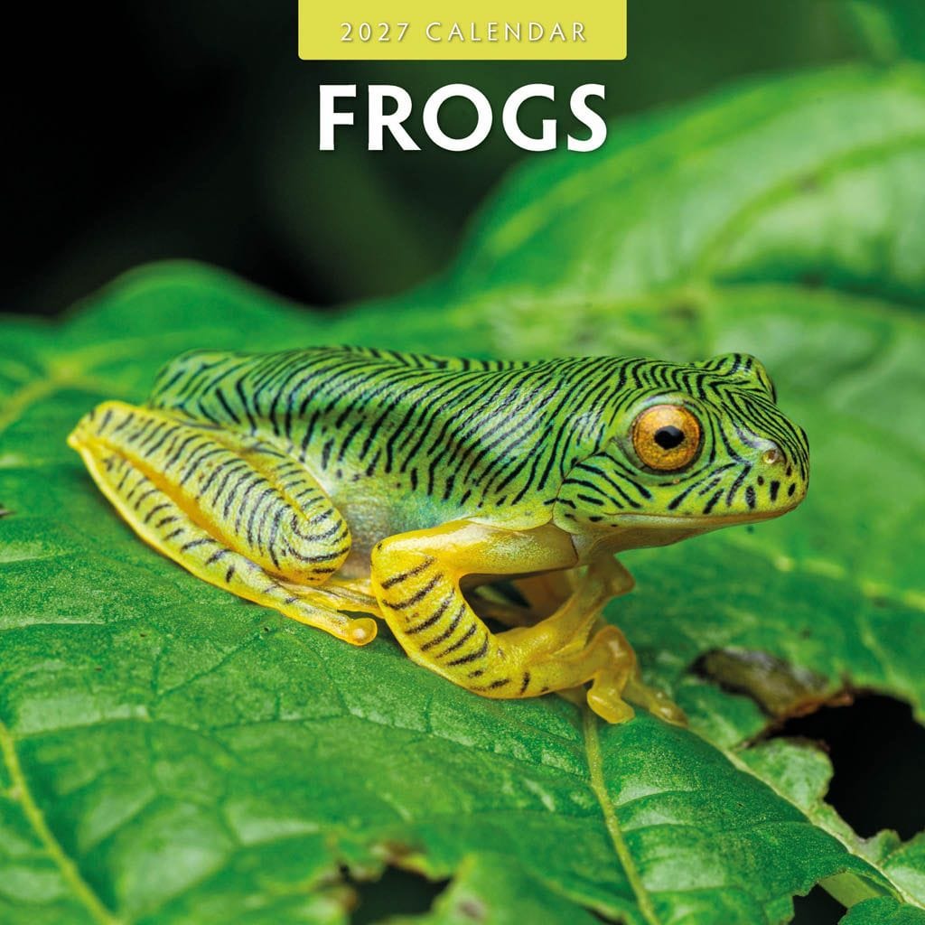 Red Robin Wall Kalender 2027 - Frogs