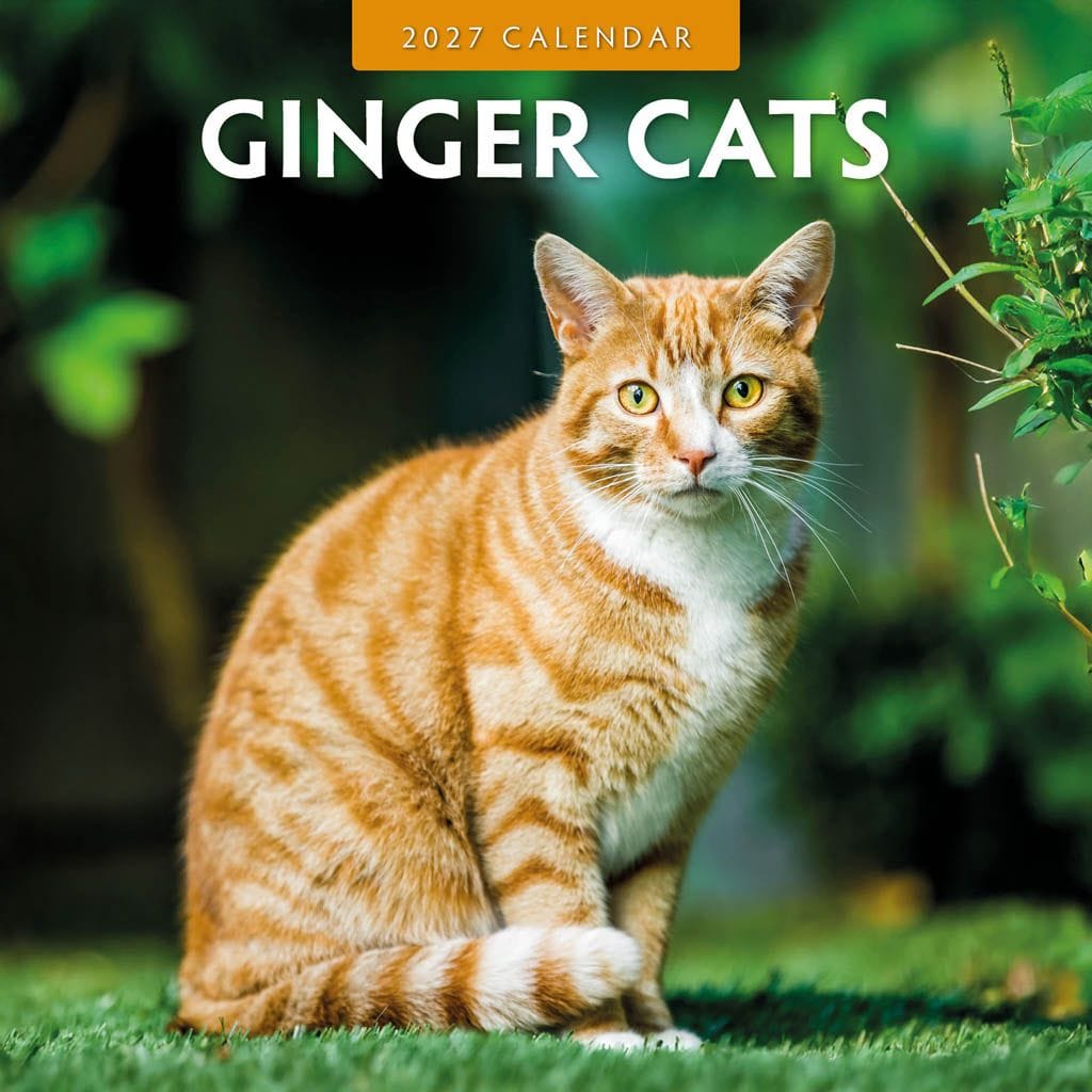 Red Robin Wall Kalender 2027 - Ginger Cats