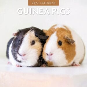 Red Robin Wall Kalender 2027 - Guinea Pigs