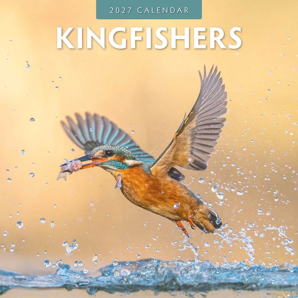 Red Robin Wall Kalender 2027 - Kingfishers