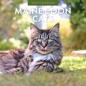 Red Robin Wall Kalender 2027 - Maine Coon Cats