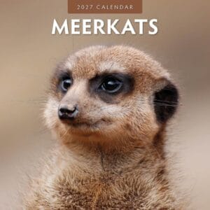 Red Robin Wall Kalender 2027 - Meerkats