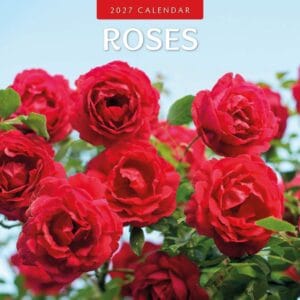 Red Robin Wall Kalender 2027 - Roses