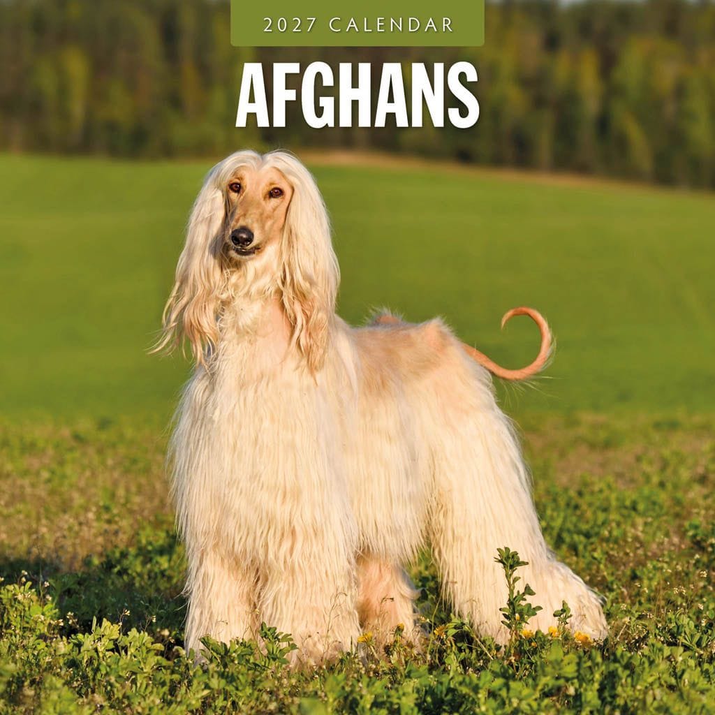 Red Robin Wall Kalender 2027 - Afghans