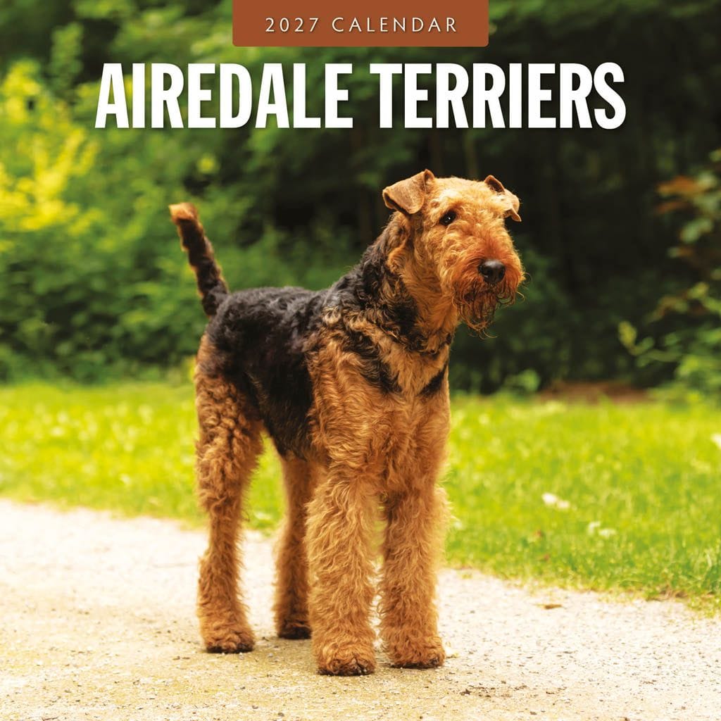 Red Robin Wall Kalender 2027 - Airedale Terriers