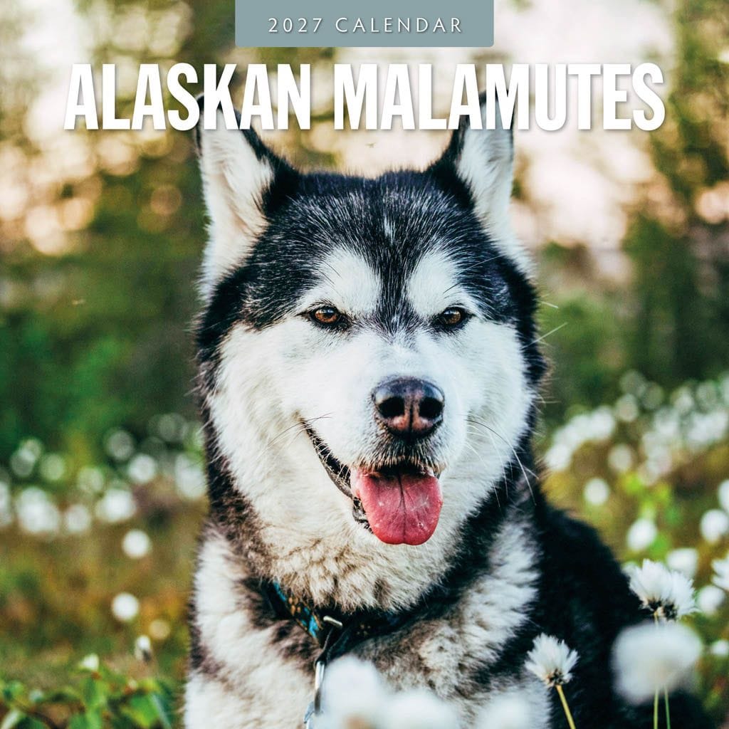 Red Robin Wall Kalender 2027 - Alaskan Malamutes