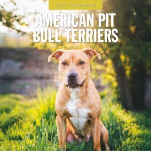 Red Robin Wall Kalender 2027 - American Pit Bull Terriers