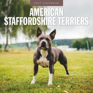 Red Robin Wall Kalender 2027 - American Staffordshire Terriers