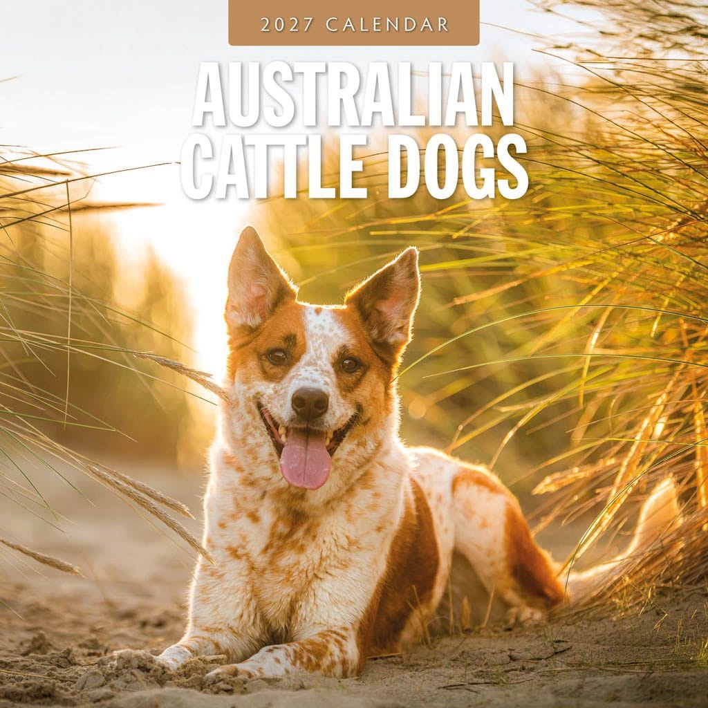 Red Robin Wall Kalender 2027 - Australian Cattle Dogs