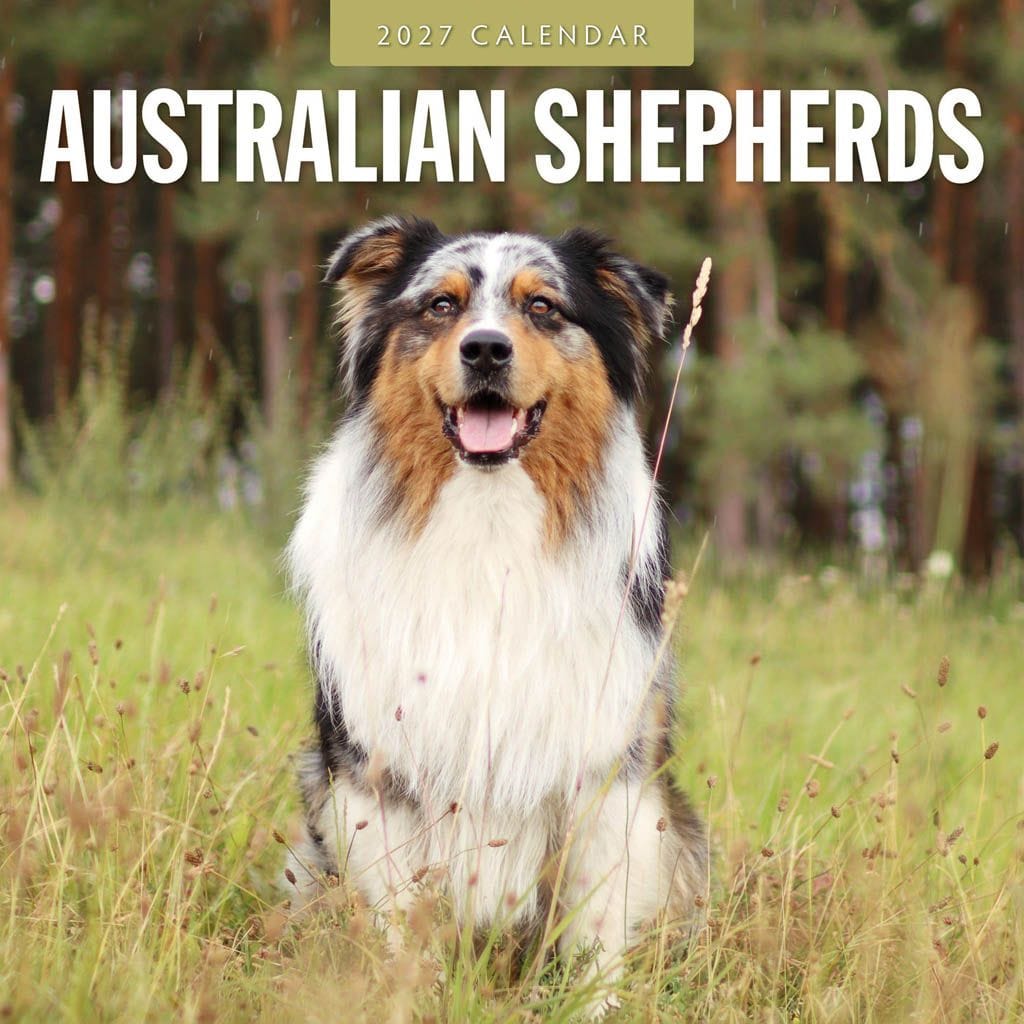 Red Robin Wall Kalender 2027 - Australian Shepherds