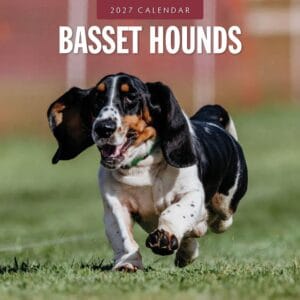 Red Robin Wall Kalender 2027 - Basset Hounds