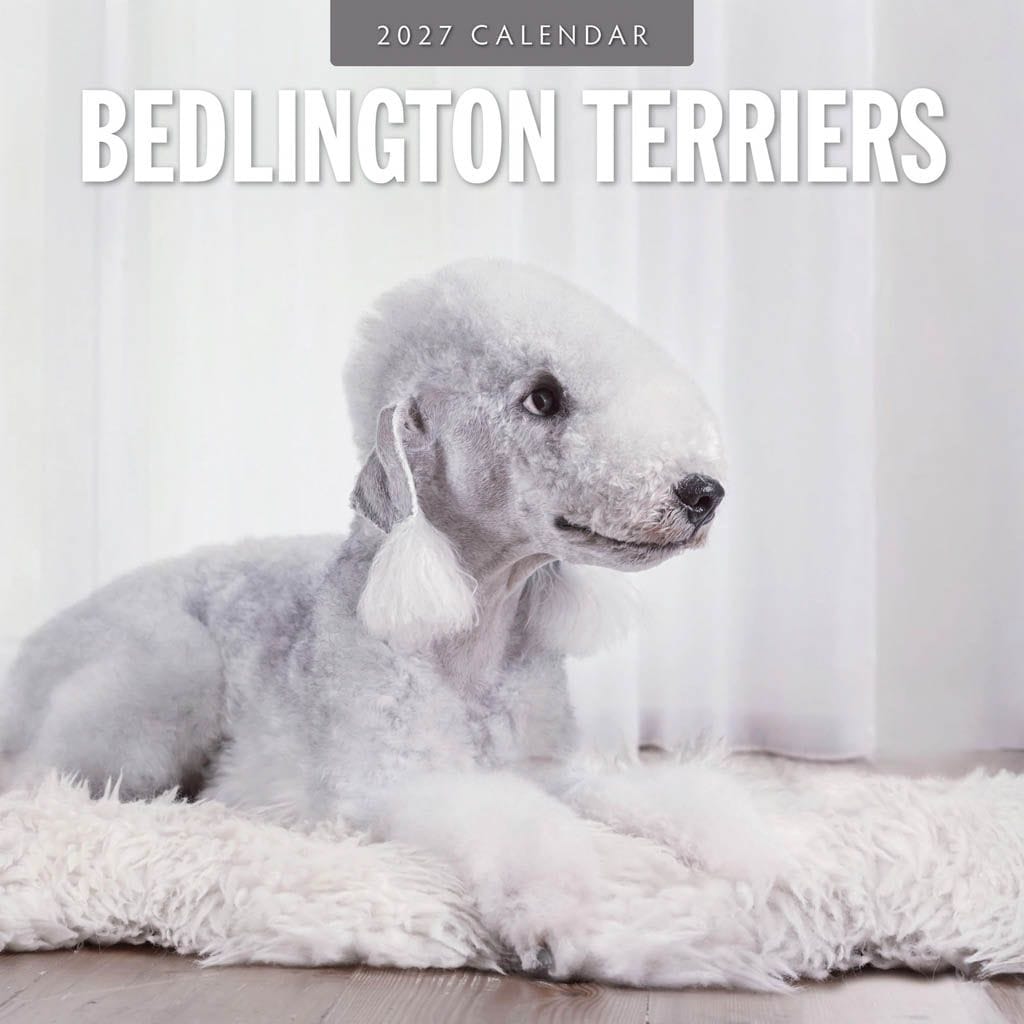 Red Robin Wall Kalender 2027 - Bedlington Terriers