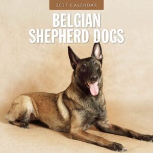 Red Robin Wall Kalender 2027 - Belgian Shepherd Dogs