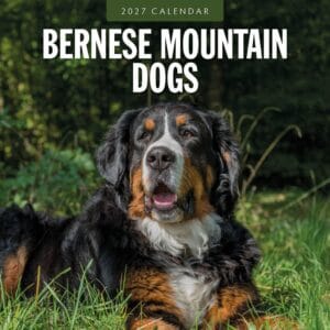 Red Robin Wall Kalender 2027 - Bernese Mountain Dogs