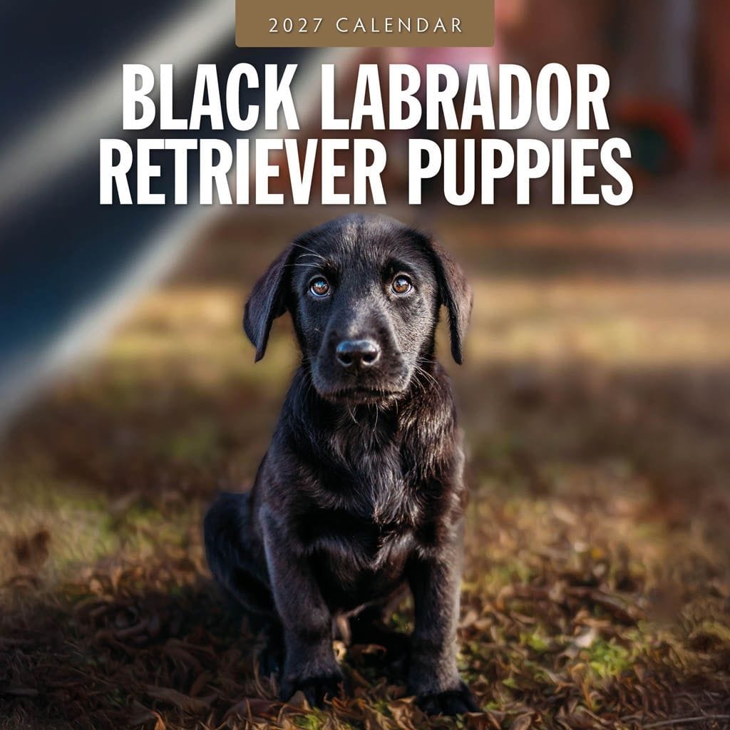 Red Robin Wall Kalender 2027 - Black Labrador Retriever Puppies