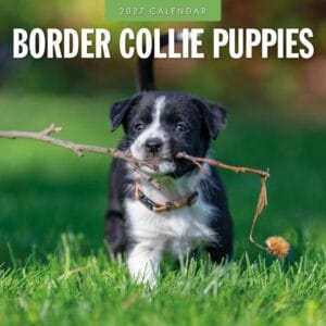 Red Robin Wall Kalender 2027 - Border Collie Puppies