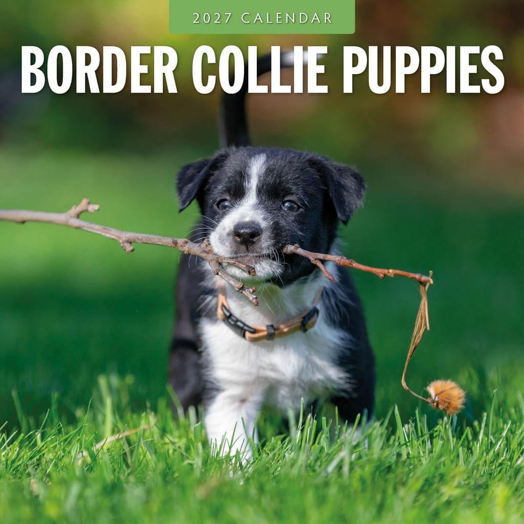 Red Robin Wall Kalender 2027 - Border Collie Puppies