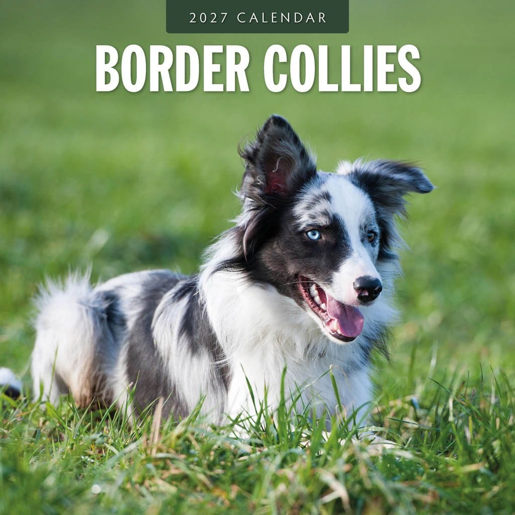 Red Robin Wall Kalender 2027 - Border Collies