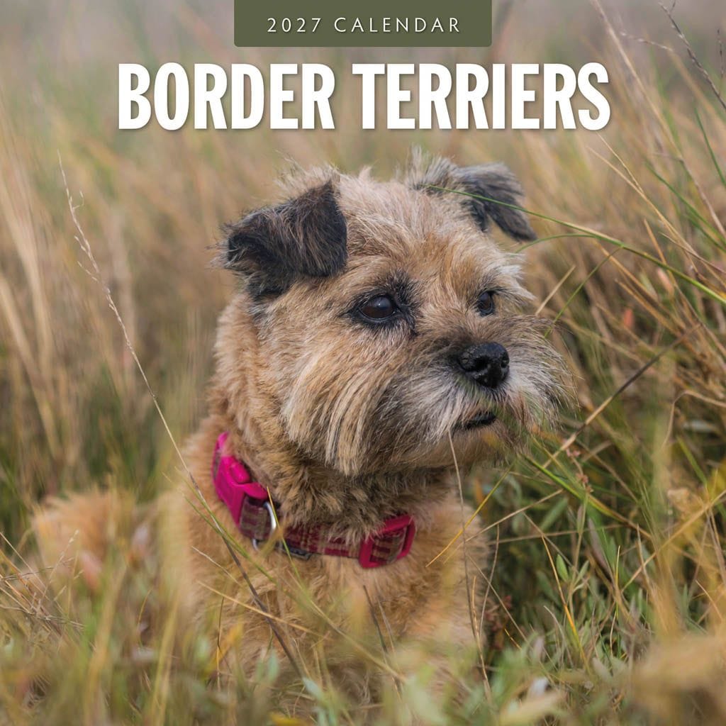 Red Robin Wall Kalender 2027 - Border Terriers