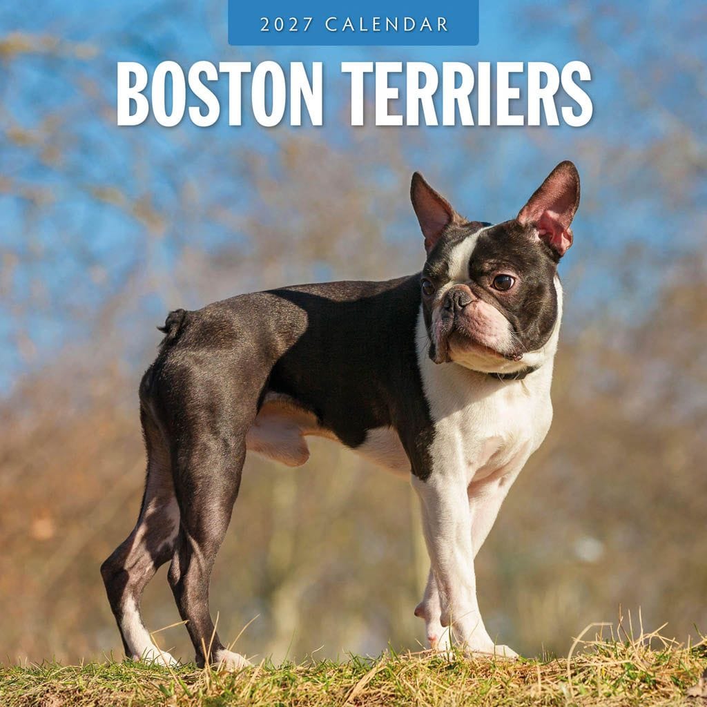 Red Robin Wall Kalender 2027 - Boston Terriers