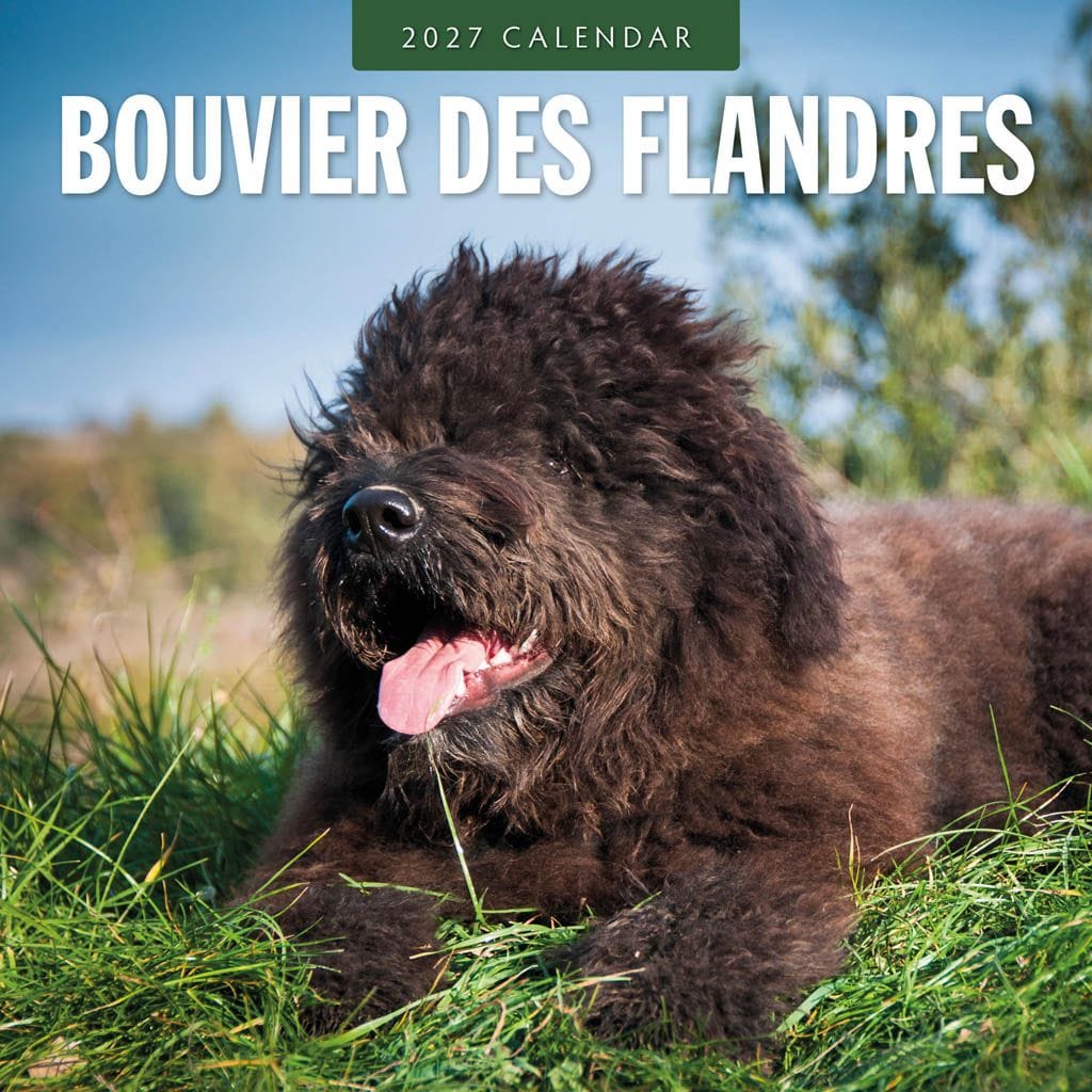 Red Robin Wall Kalender 2027 - Bouvier des Flandres