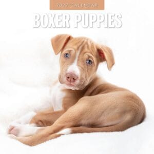 Red Robin Wall Kalender 2027 - Boxer Puppies