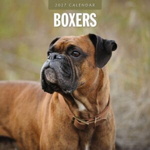 Red Robin Wall Kalender 2027 - Boxers