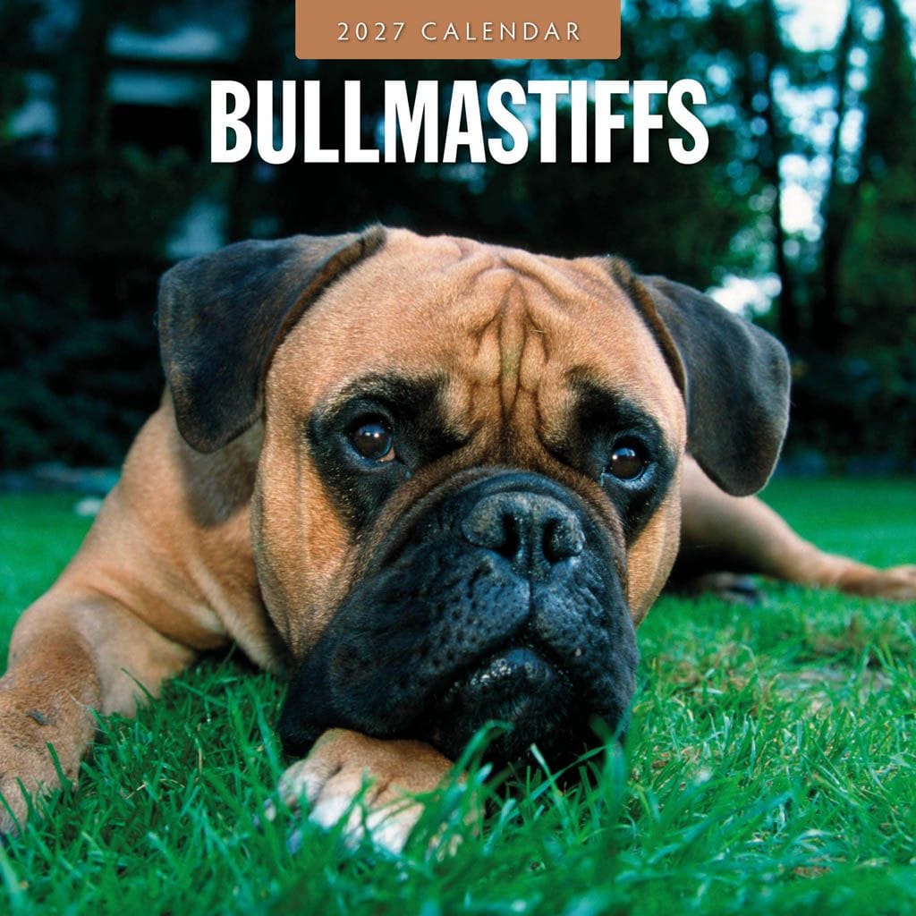 Red Robin Wall Kalender 2027 - Bullmastiffs