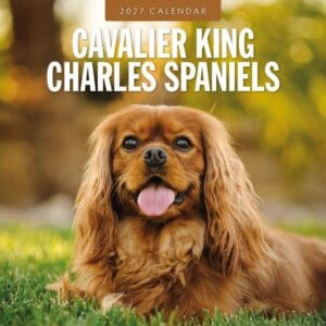 Red Robin Wall Kalender 2027 - Cavalier King Charles Spaniels