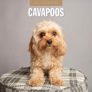 ed Robin Wall Kalender 2027 - Cavapoos