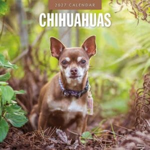Red Robin Wall Kalender 2027 - Chihuahuas