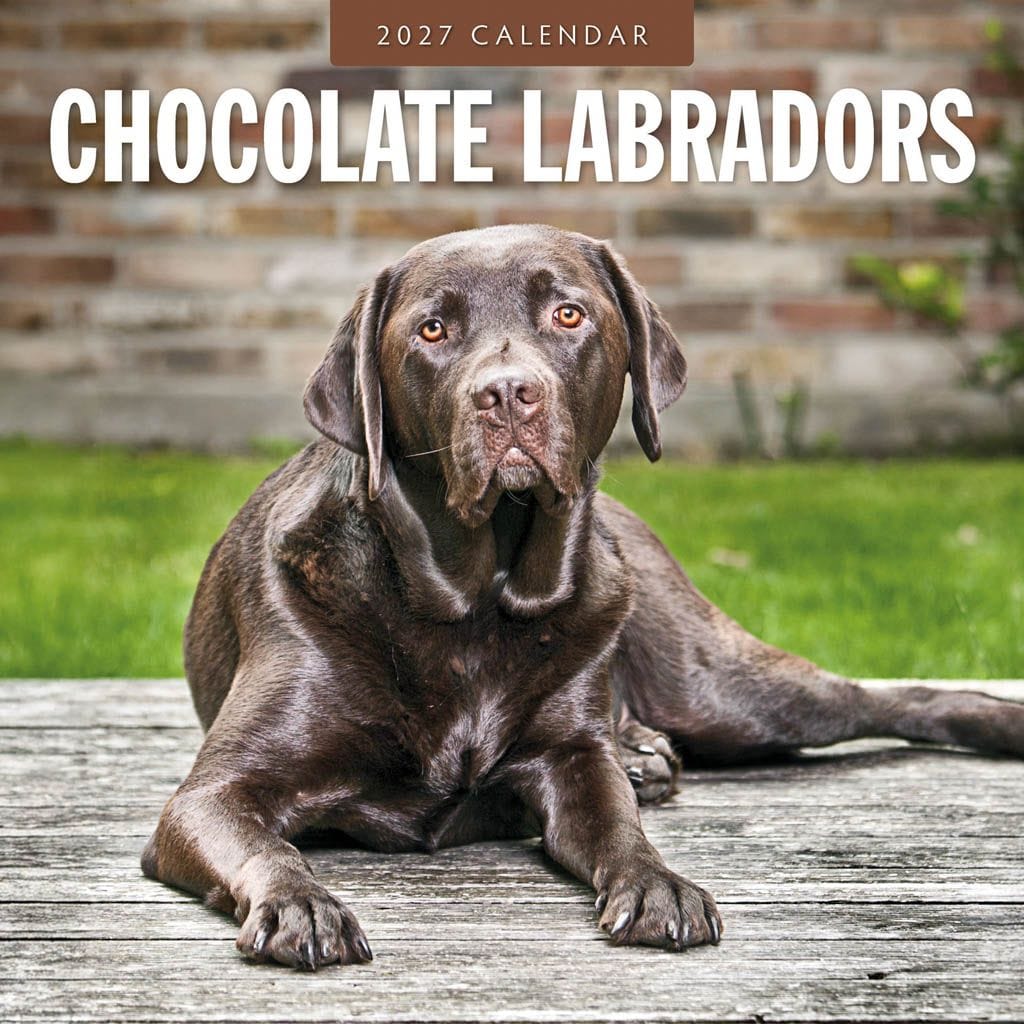 Red Robin Wall Kalender 2027 - Chocolate Labradors