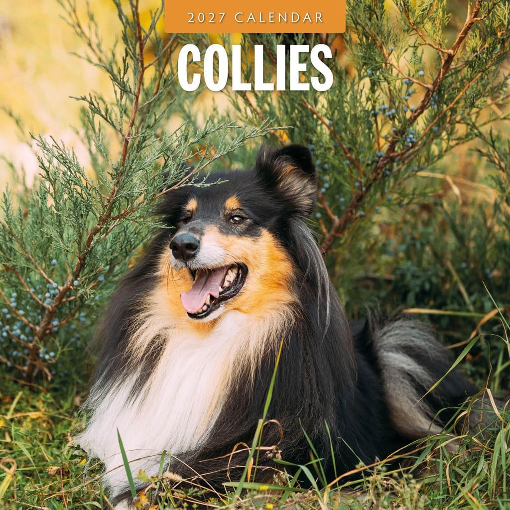 Red Robin Wall Kalender 2027 - Collies