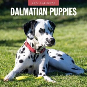 Red Robin Wall Kalender 2027 - Dalmatian Puppies
