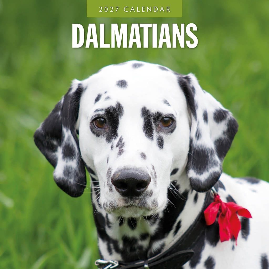 Red Robin Wall Kalender 2027 - Dalmatians