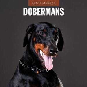 Red Robin Wall Kalender 2027 - Dobermans